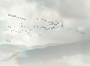 Des King - Wild geese over the highlands